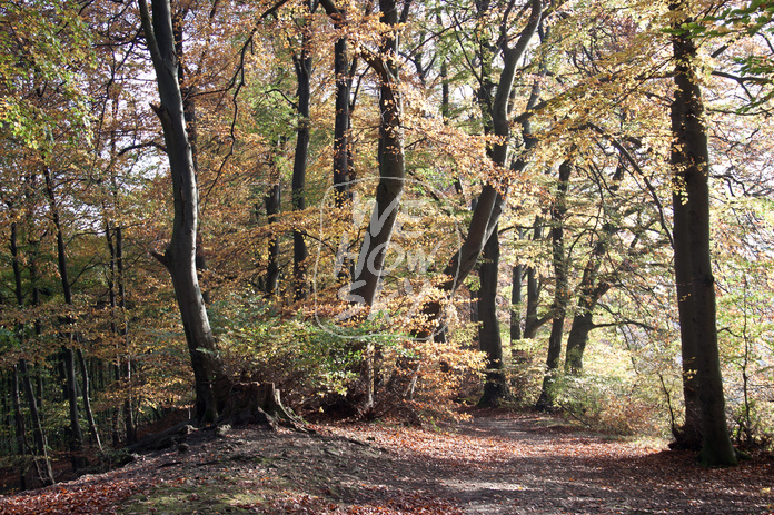 Buchenherbstwald