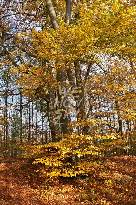 Buchenherbstwald