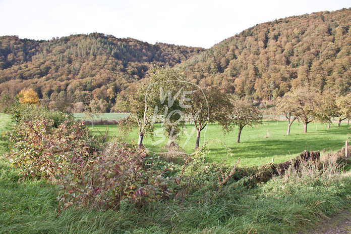 Obstwiese