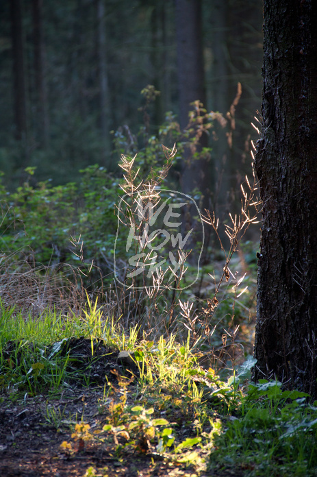 Herbstnadelwald