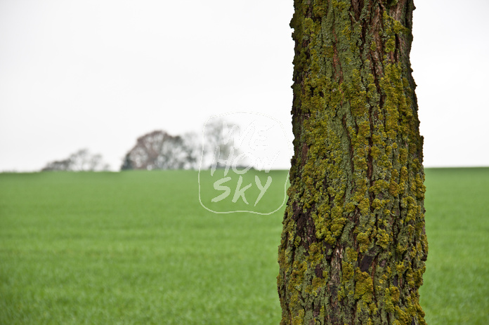 Horizontlinie und einzelner Baum