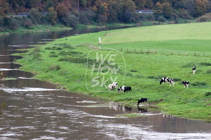 Milchkühe an Weserufer