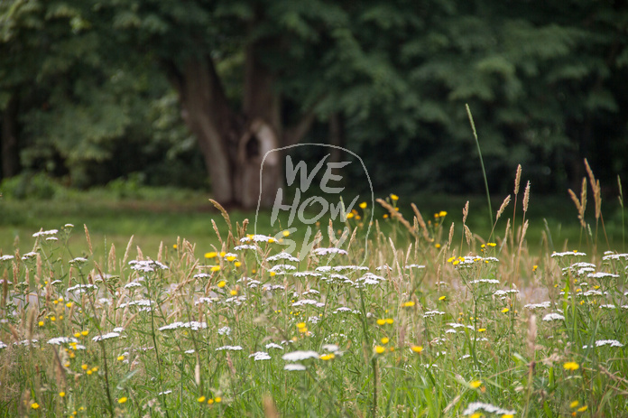 Wildblumenwiese