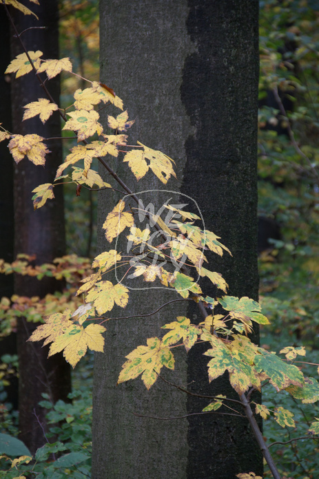 Herbstwald