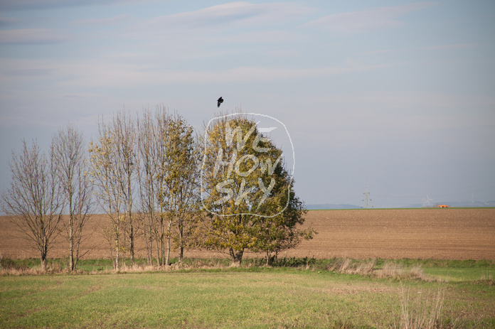 Krähe fliegt los