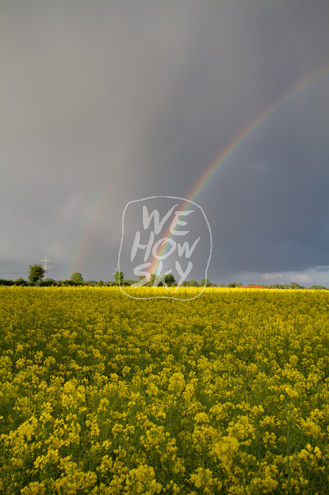Regenbogen hinter Rapsfeld