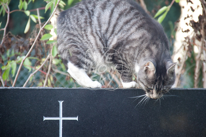 Katze auf Grabstein