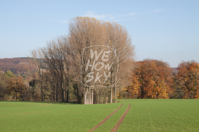 Kahle Bäume vor Herbstwald