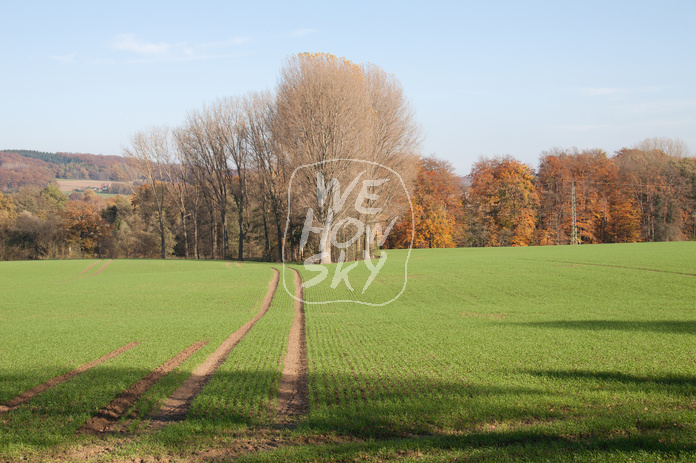 Kahle Bäume vor Herbstwald