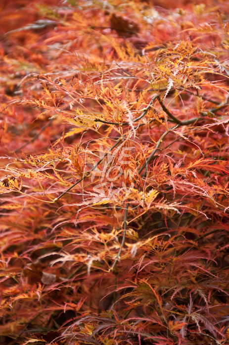Japanischer Ahorn