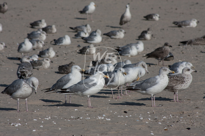 Möwen am Strand