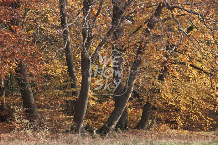 Buchenstämme im Herbst