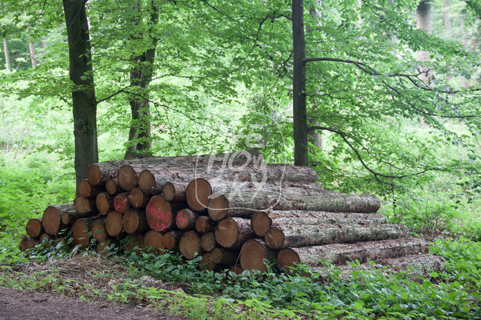 Holzstapel