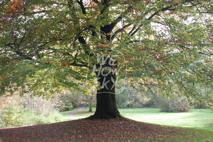 Einzelner Herbstbaum