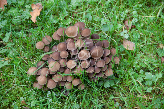 Pilze auf Friedhof