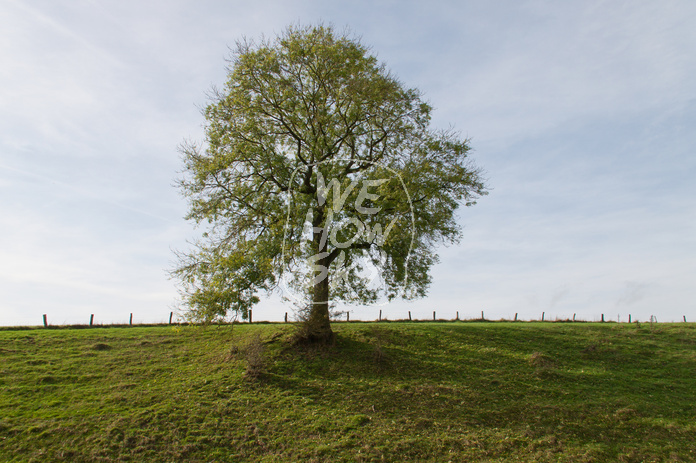 Solitär vor blauem Himmel