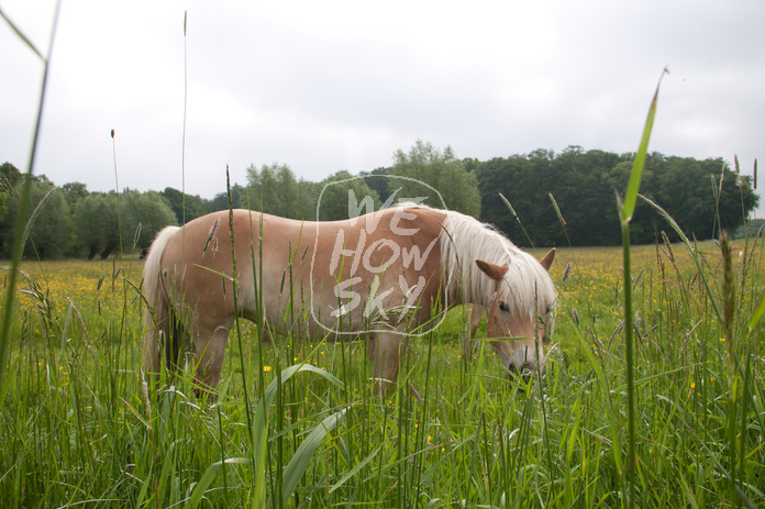 Pferde auf Blumenwiese