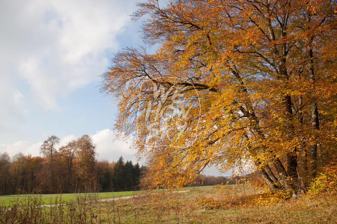 Herbstbuche