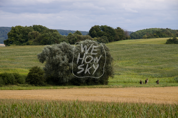 Wind im Wäldchen