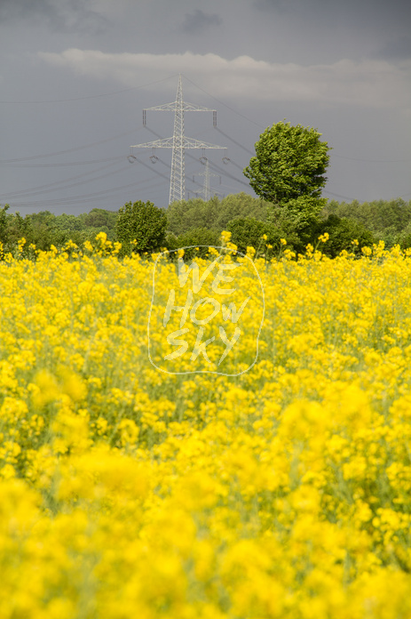 Rapsfeld vor Gewitter