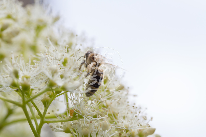 Biene auf Kletterhortensie