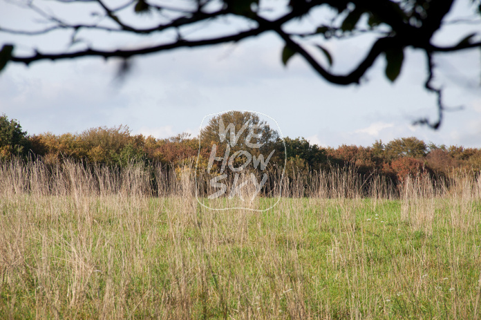 Herbstwiese