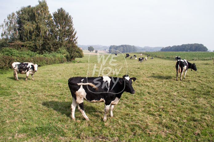 Schwarzbunte Kühe