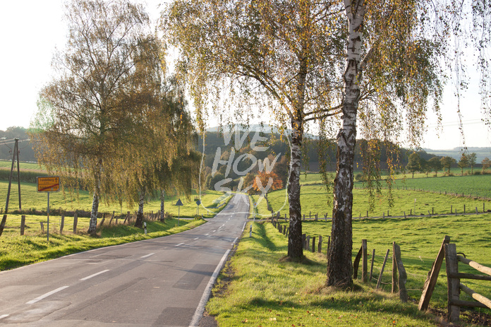 Landstraße mit Birken