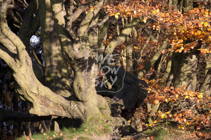 Alter knorriger Baum