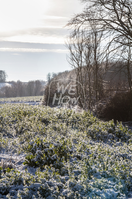 Winterland