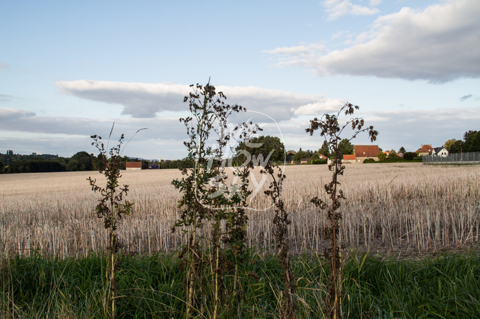 Disteln vor Stoppelfeld