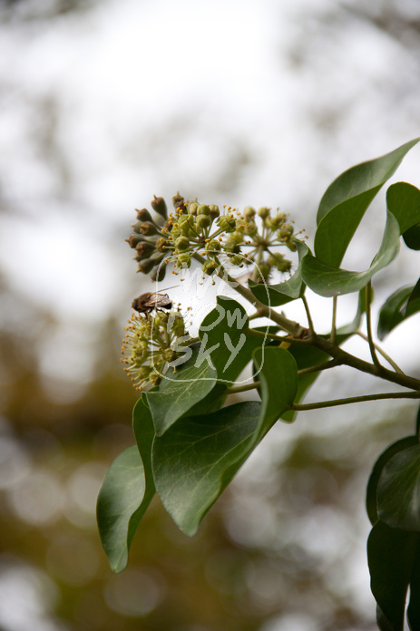 Efeublüte