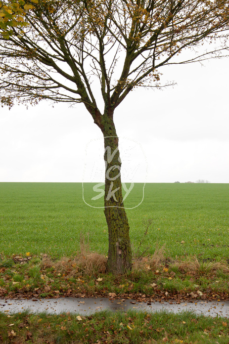 Herbstbaum einzeln