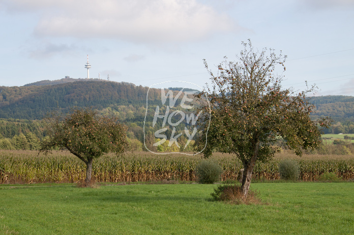 Apfelbaum vor Maisfeld
