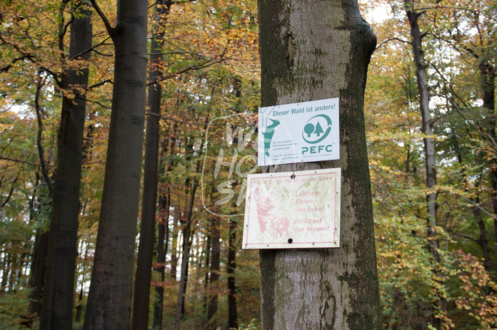 Herbstwald