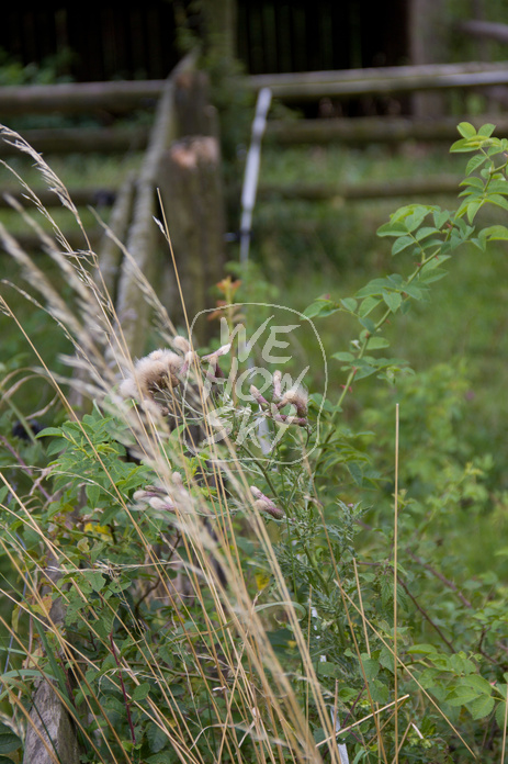 Weidezaun aus Holz