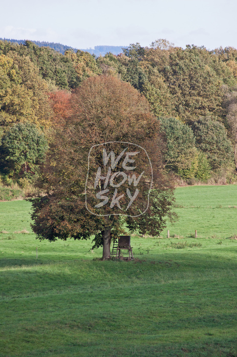 Weserufer mit Baum