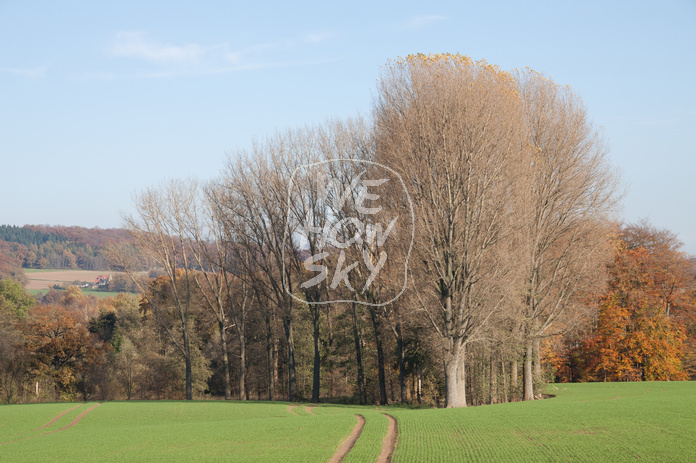 Kahle Bäume vor Herbstwald