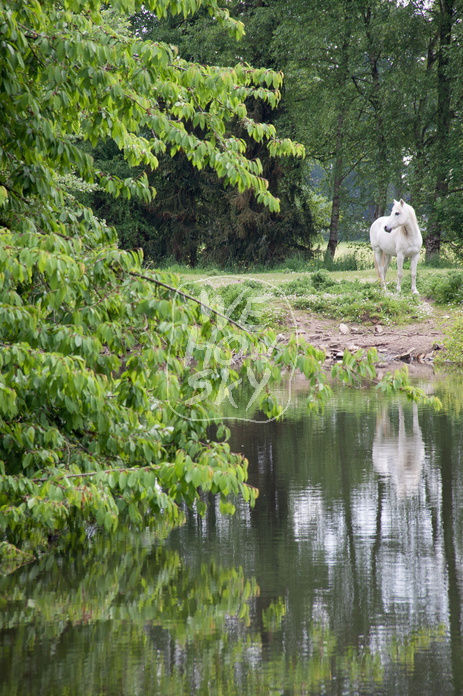 Schimmel hinter Teich