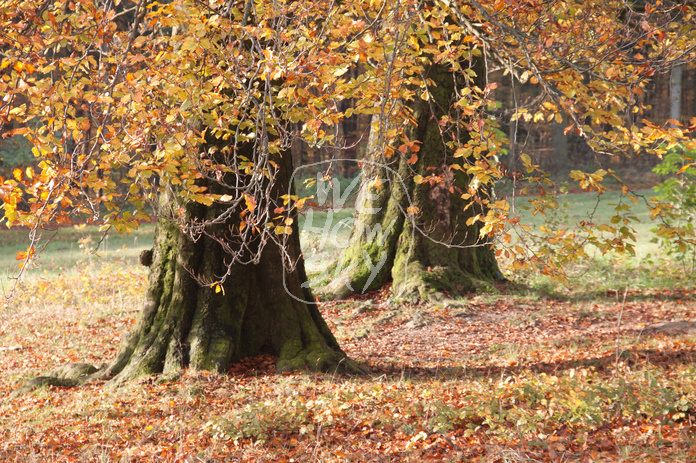 Buchenstämme im Herbst