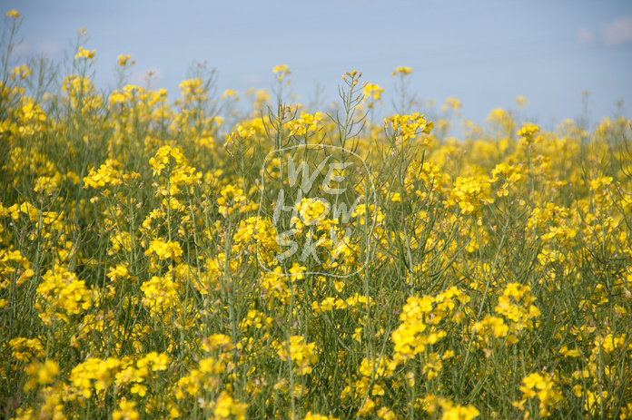 Raps vor blauem Himmel