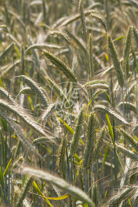 Weizenfeld