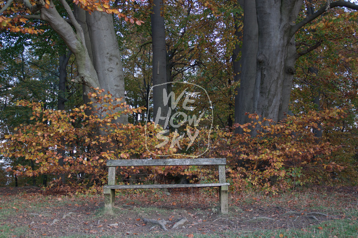 Sitzbänke im Herbstwald