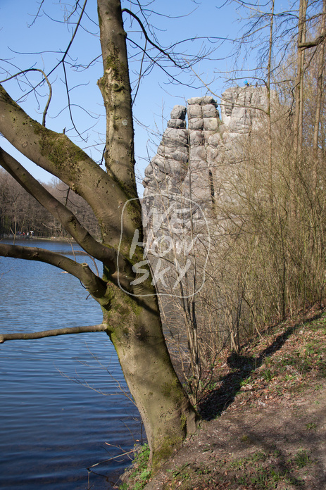 Bäume am Teich