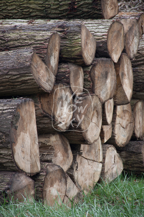 Holzstammstapel