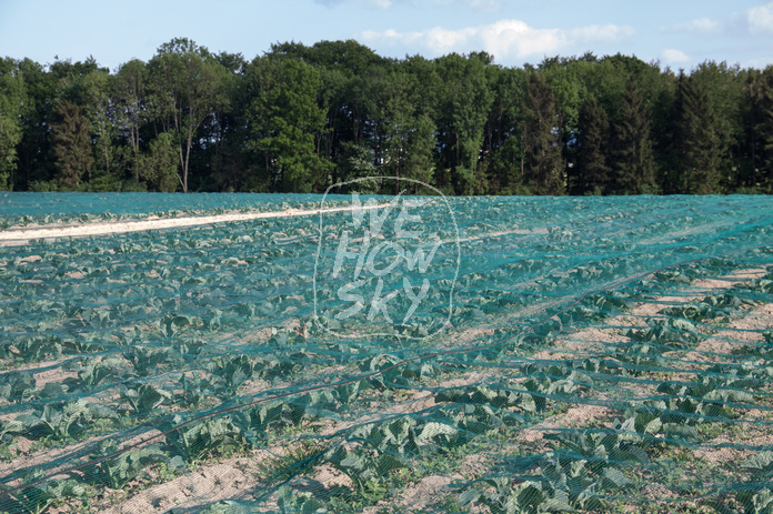 Abgedecktes Kohlrabifeld