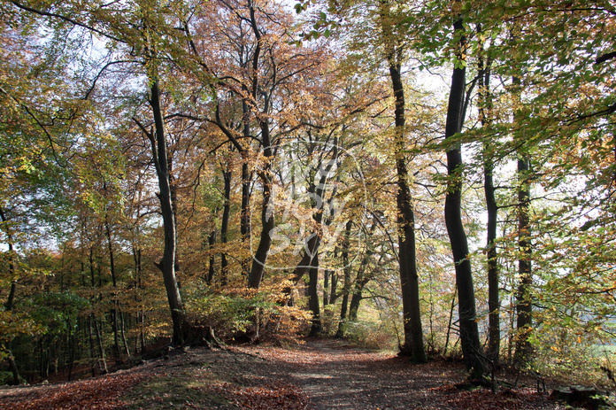 Buchenherbstwald