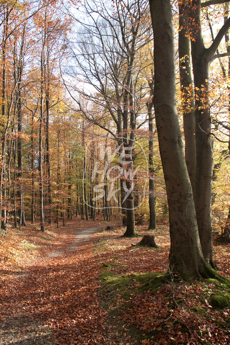 Buchenherbstwald