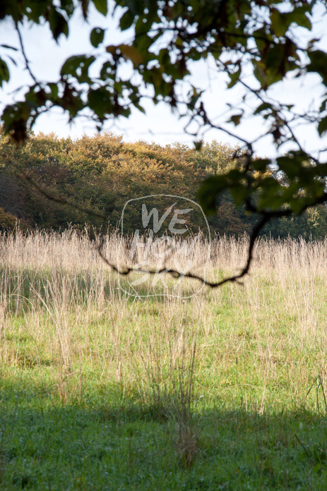 Herbstwiese