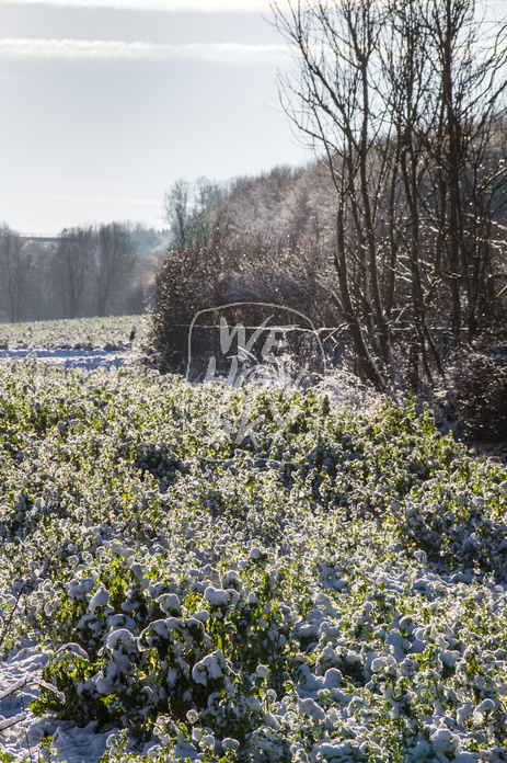 Winterland